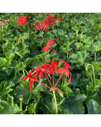 Geranium Lierre Simple Rouge