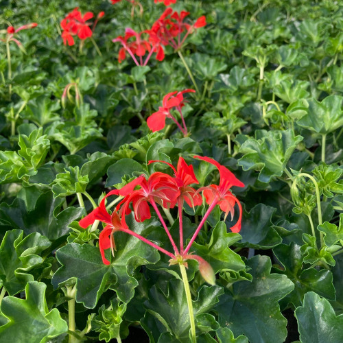 Geranium Lierre Simple Rouge