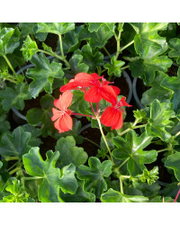 Geranium Lierre Simple Rouge