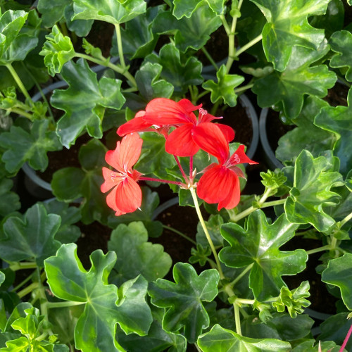 Geranium Lierre Simple Rouge