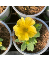 Petunia Petchoa Interspecific Beautical Caramel Yellow