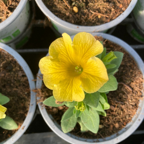 Petunia Petchoa Interspecific Beautical Caramel Yellow