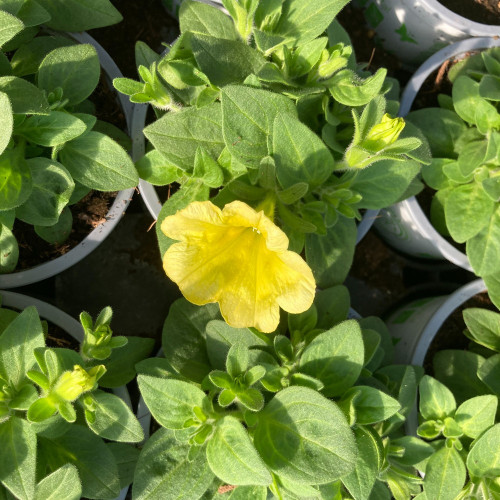 Petunia Petchoa Interspecific Beautical Caramel Yellow