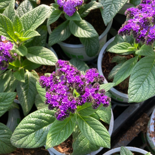 Heliotrope Arborescens Marine