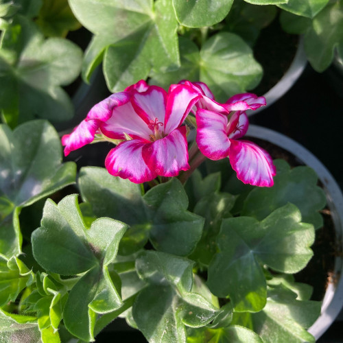 Geranium Lierre Rouletta