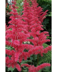 Astilbe Arendsii Alive And Kicking