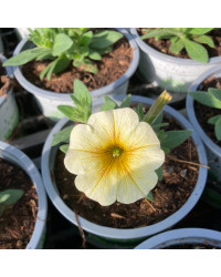 Petunia Petchoa Beautical French Vanilla