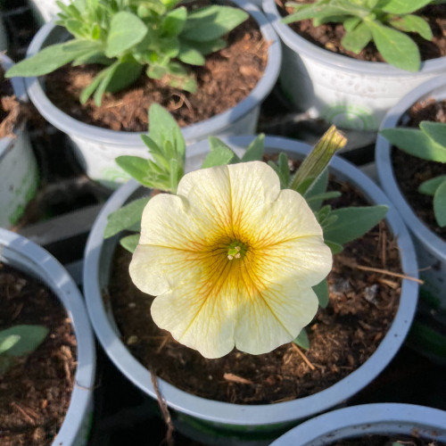 Petunia Petchoa Beautical French Vanilla