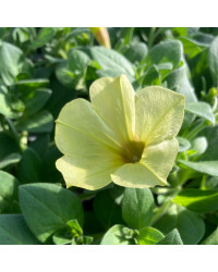 Petunia Aurora Banana Candy