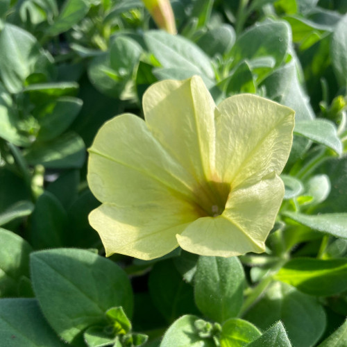 Petunia Aurora Banana Candy