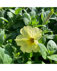 Petunia Aurora Banana Candy