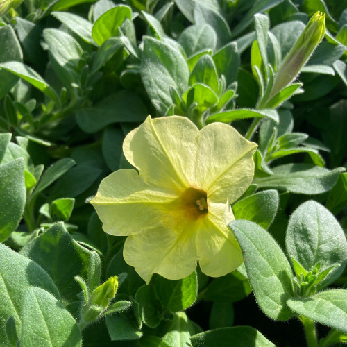 Petunia Aurora Banana Candy