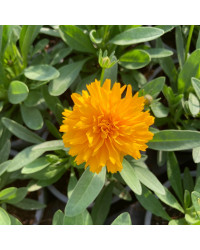 Coreopsis Solanna Golden Sphere