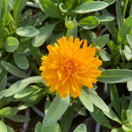 Coreopsis Solanna Golden Sphere