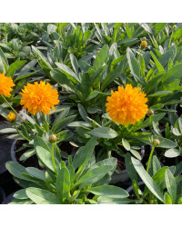 Coreopsis Solanna Golden Sphere