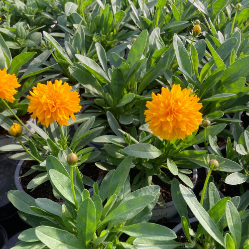 Coreopsis Solanna Golden Sphere