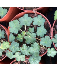 Geranium Vivace Alice