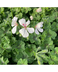 Geranium Lierre Rainbow Blanc
