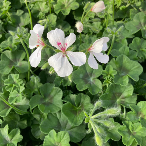 Geranium Lierre Rainbow Blanc