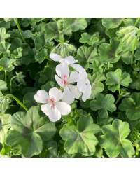 Geranium Lierre Rainbow Blanc