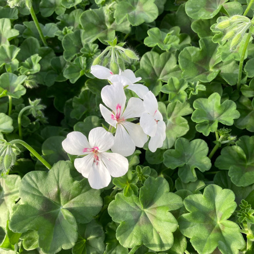 Geranium Lierre Rainbow Blanc