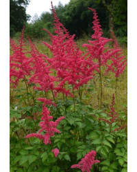 Astilbe Arendsii Alive And Kicking