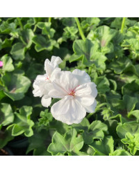 Geranium Lierre Blanche Roche