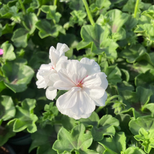 Geranium Lierre Blanche Roche