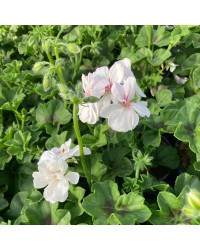 Geranium Lierre Blanche Roche