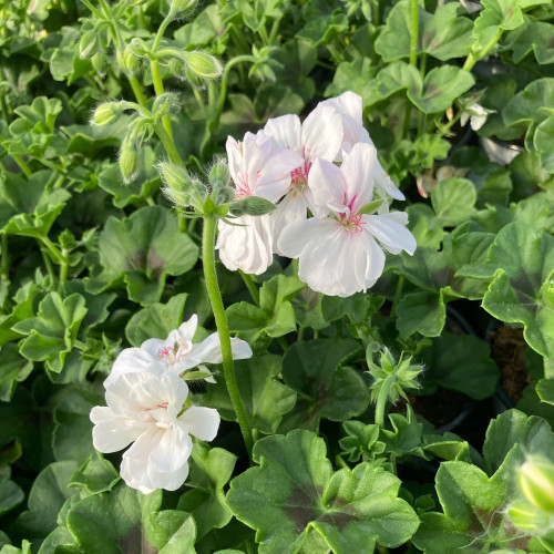 Geranium Lierre Blanche Roche