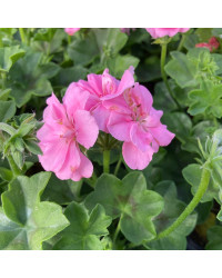Geranium Lierre Temprano Butterfly