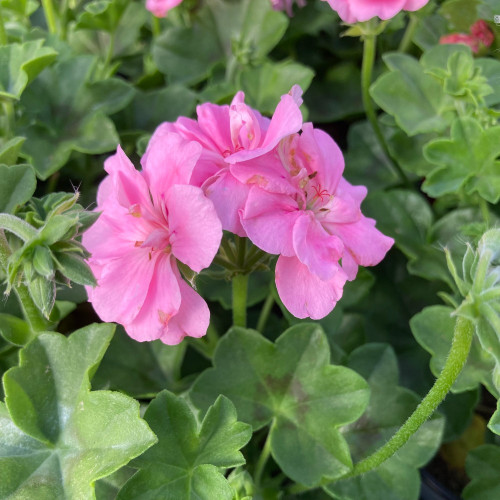 Geranium Lierre Temprano Butterfly