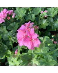 Geranium Lierre Temprano Butterfly