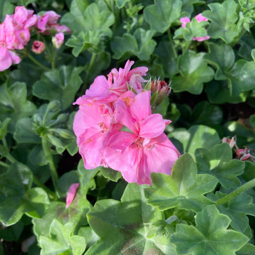 Geranium Lierre Temprano Butterfly