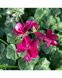 Geranium Lierre Corriente Lulus