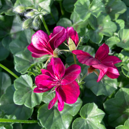 Geranium Lierre Corriente Lulus