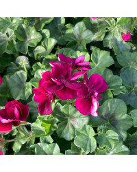 Geranium Lierre Corriente Lulus