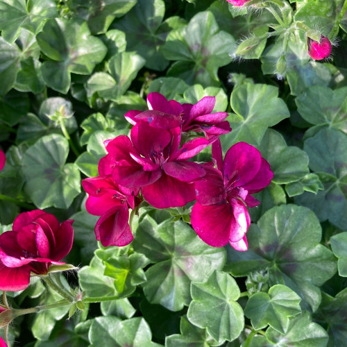 Geranium Lierre Corriente Lulus