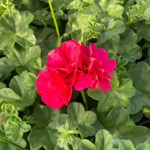 Geranium Lierre Double Calliope Dark Red