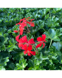 Geranium Lierre Simple Rouge