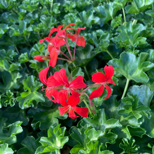 Geranium Lierre Simple Rouge