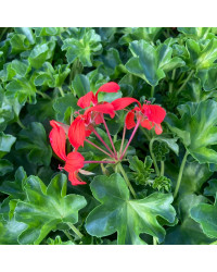 Geranium Lierre Simple Rouge
