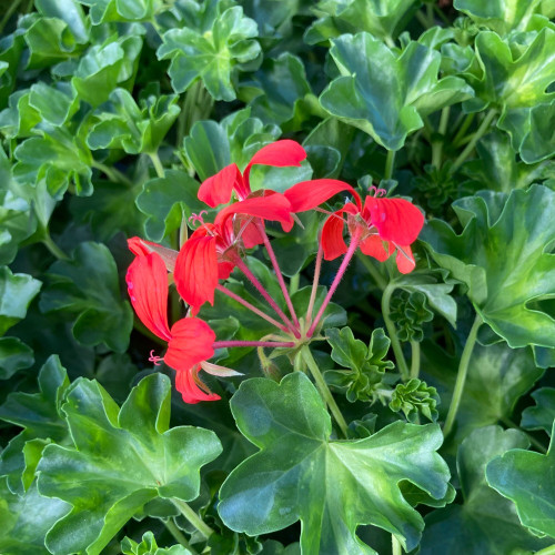 Geranium Lierre Simple Rouge