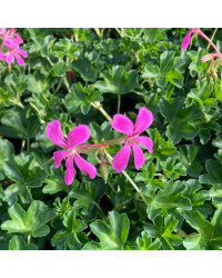 Geranium Lierre Décora Stellena