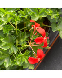 Geranium Lierre Simple Rouge