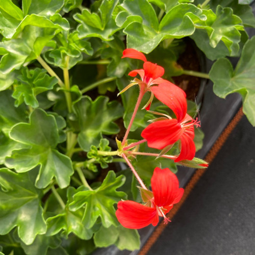 Geranium Lierre Simple Rouge