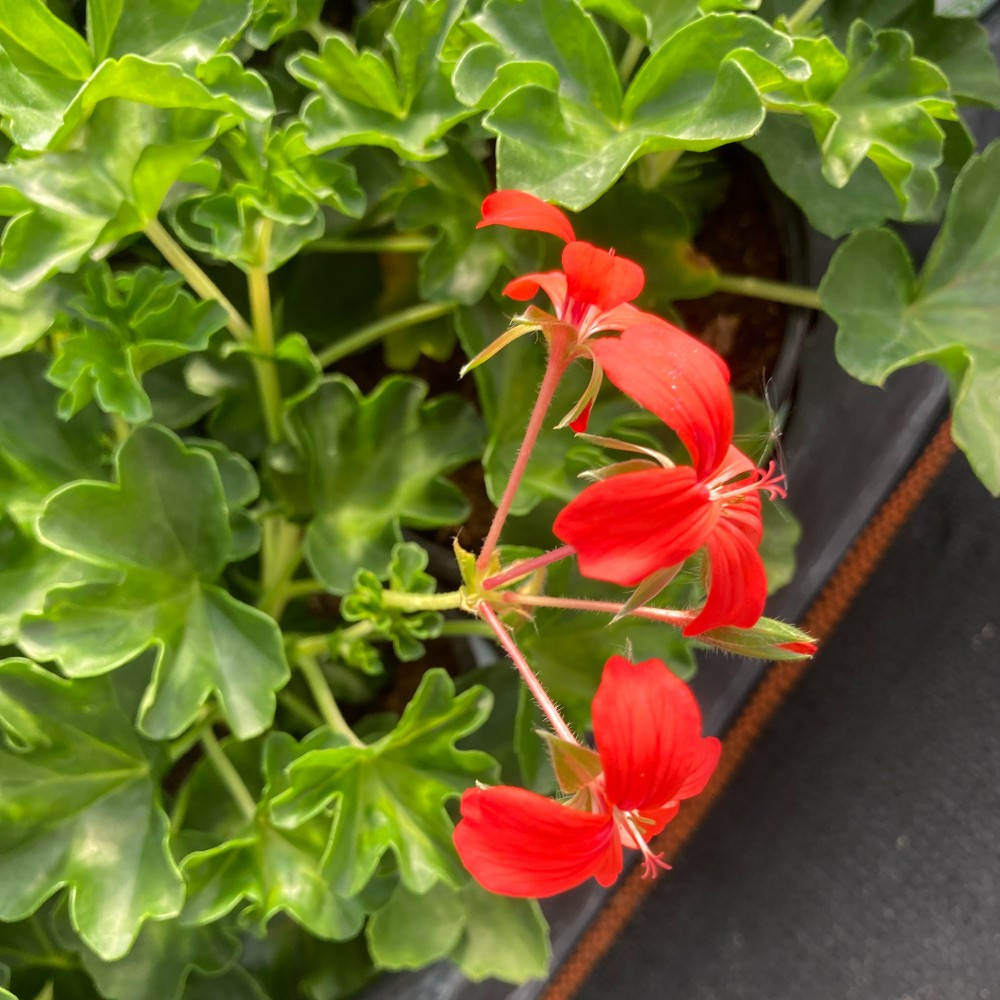 Acheter Geranium Lierre à fleurs simples Rouge et autres plantes sur — free download