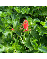Geranium Lierre Simple Rouge