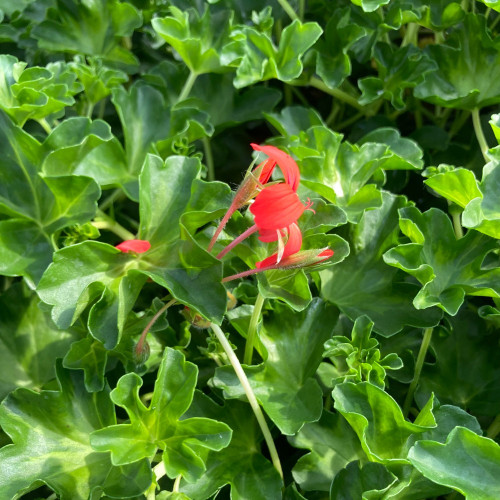 Geranium Lierre Simple Rouge