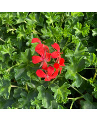 Geranium Lierre Simple Rouge